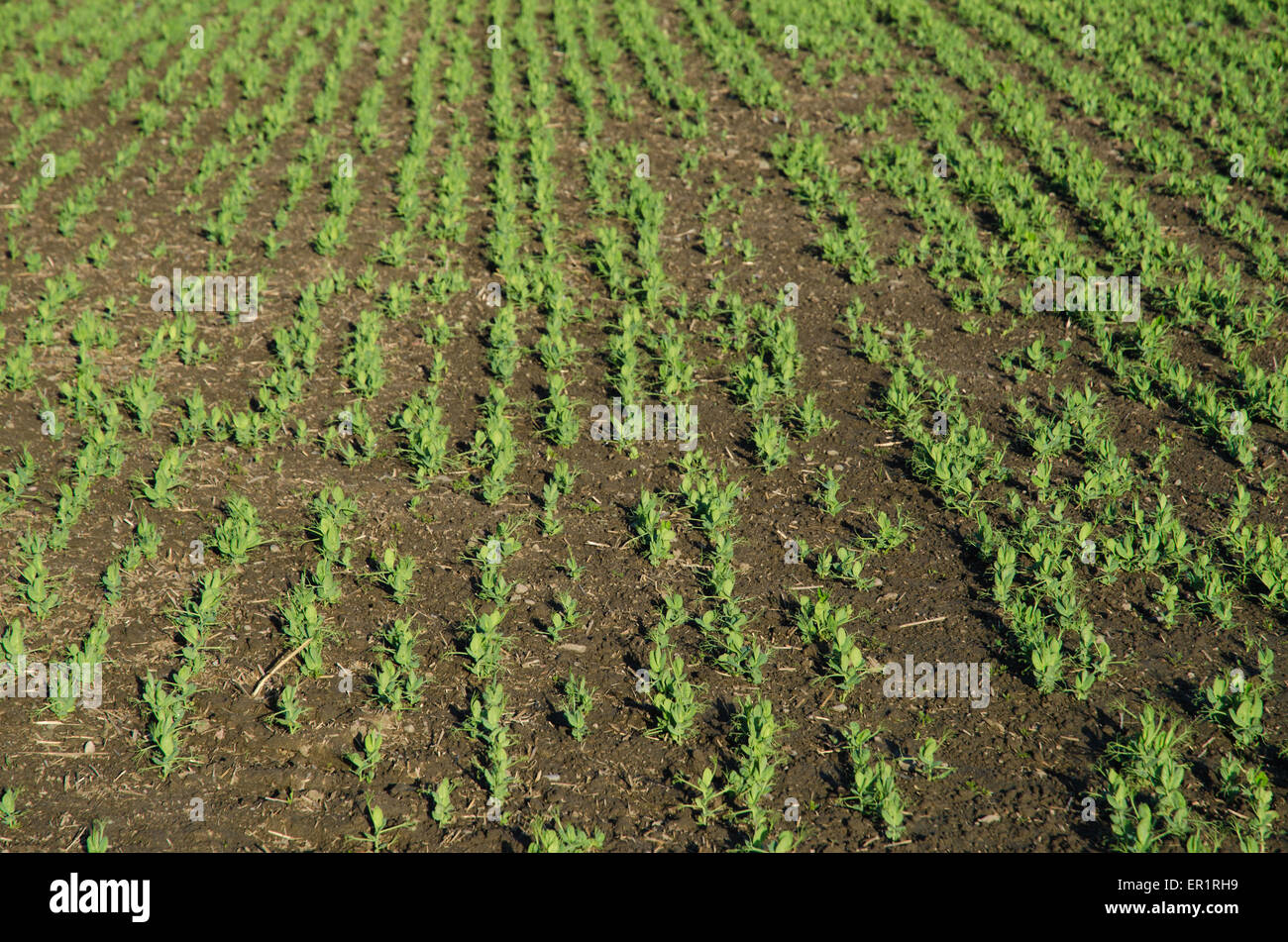 Zeilen mit wachsenden braunen Bohnen Sämlinge in einem Bauern-Feld Stockfoto