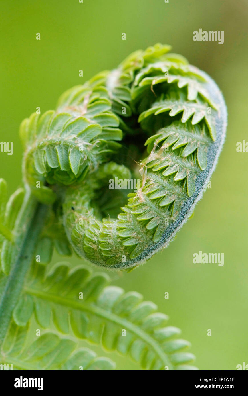 junges Blatt der Farn Matteuccia Struthiopteris hautnah Stockfoto