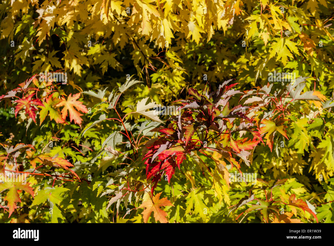 Eine Nahaufnahme von einem gelben Ahornblatt unter anderen Blättern im Herbst Stockfoto