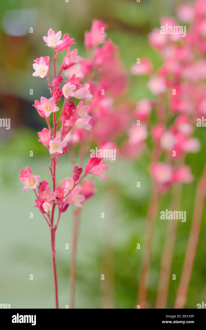 Zweig rosa Stern Blume im Frühling Stockfoto