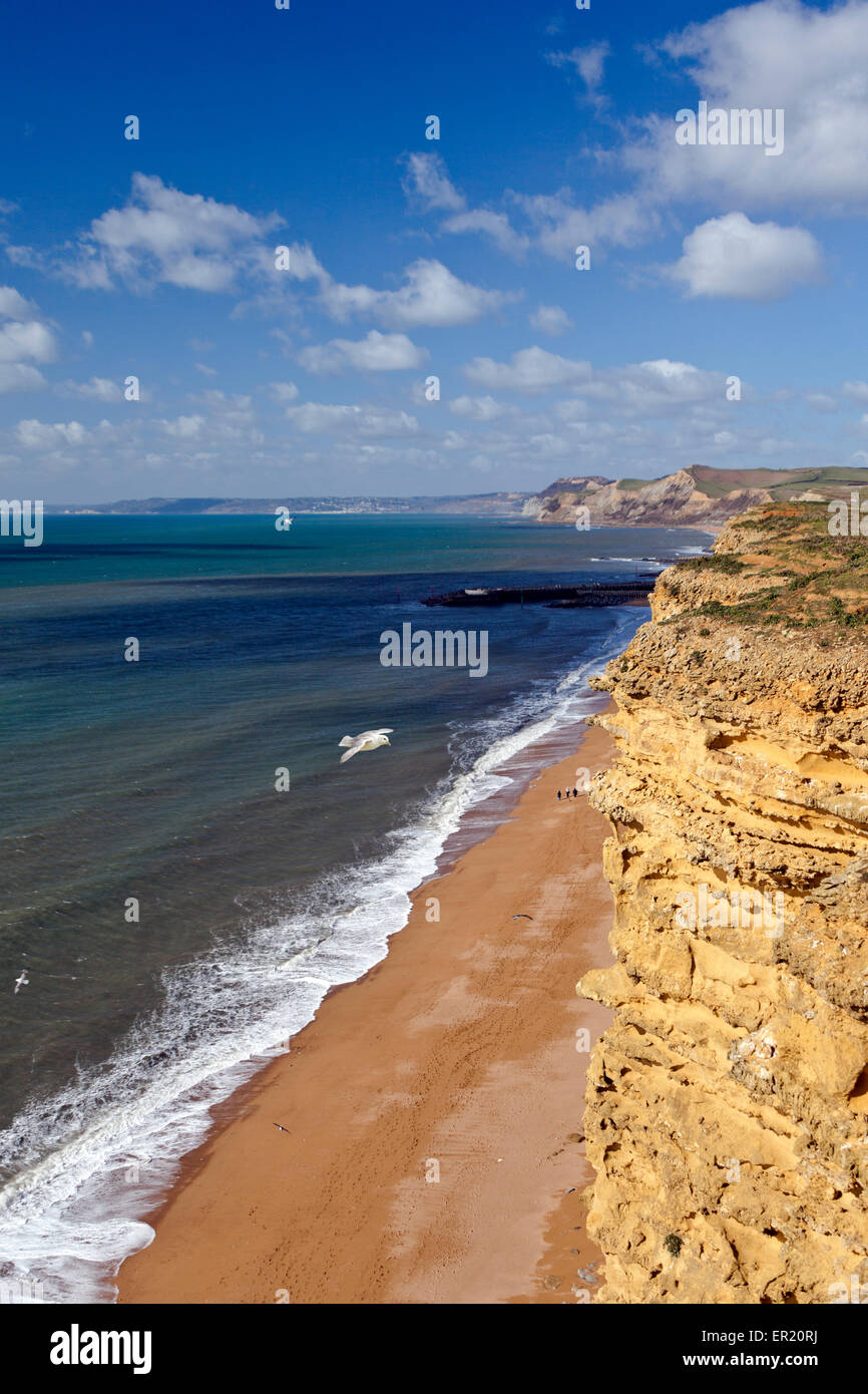 Die markante gebänderten Sandstein-Schichten von East Cliff in der Nähe von West Bay auf der Jurassic Coast, Dorset, England, UK Stockfoto