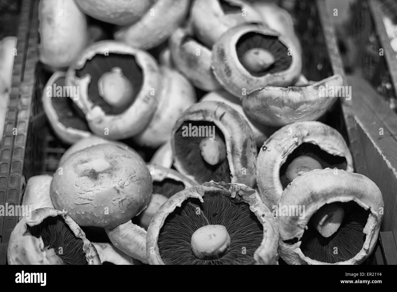 große Bio-Champignons in schwarz / weiß Stockfoto