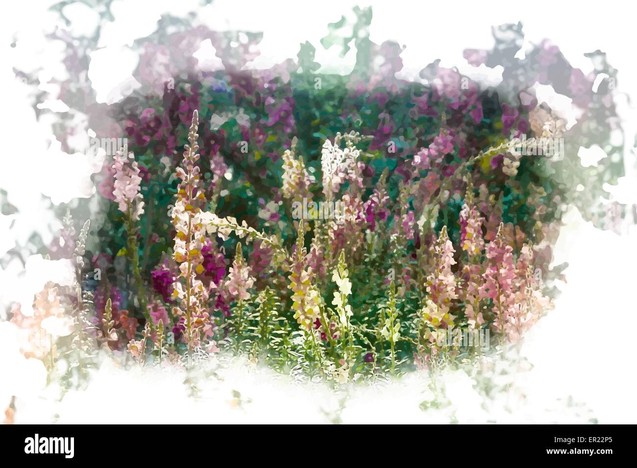Schöne bunte Blumen von antirrhinum Stock Vektor