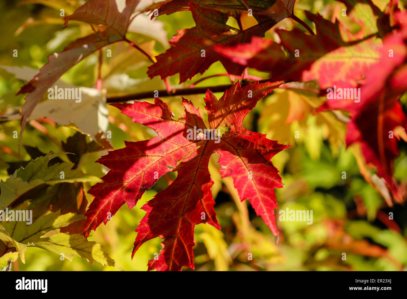 Eine Nahaufnahme von einem gelben Ahornblatt unter anderen Blättern im Herbst Stockfoto