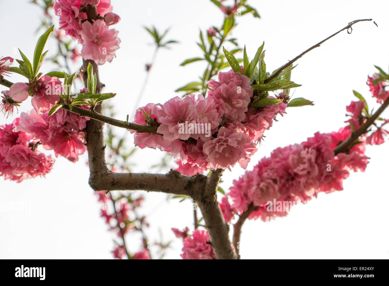 Orientalische Blüte in der verbotenen Stadt Stockfoto