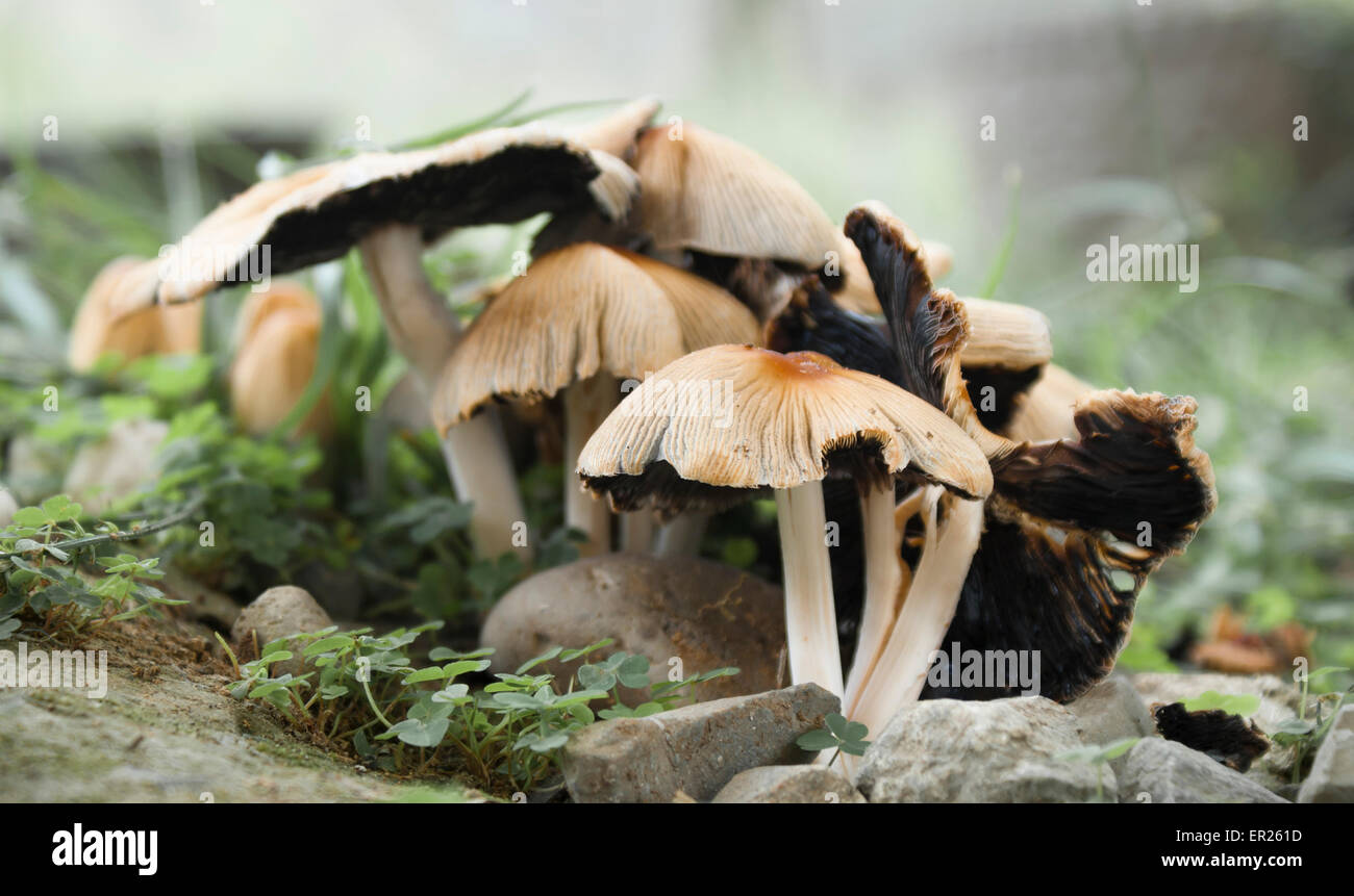 gruppierte Wald Pilz Stockfoto