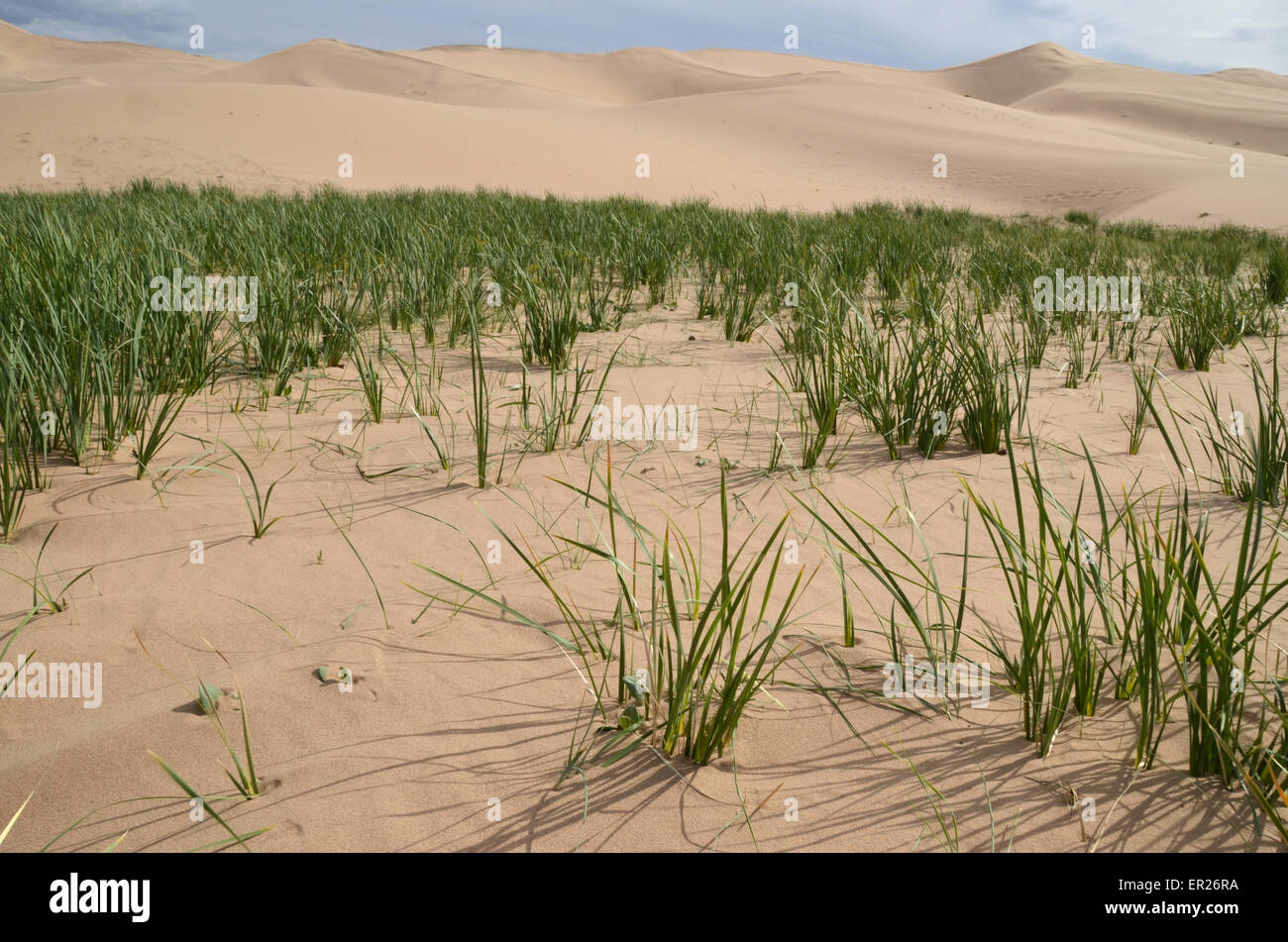 Wohlhabende Rasen auf den Khongoryn Sanddünen in der Gobi Wüste, Omnogovi Provinz, Mongolei. Stockfoto