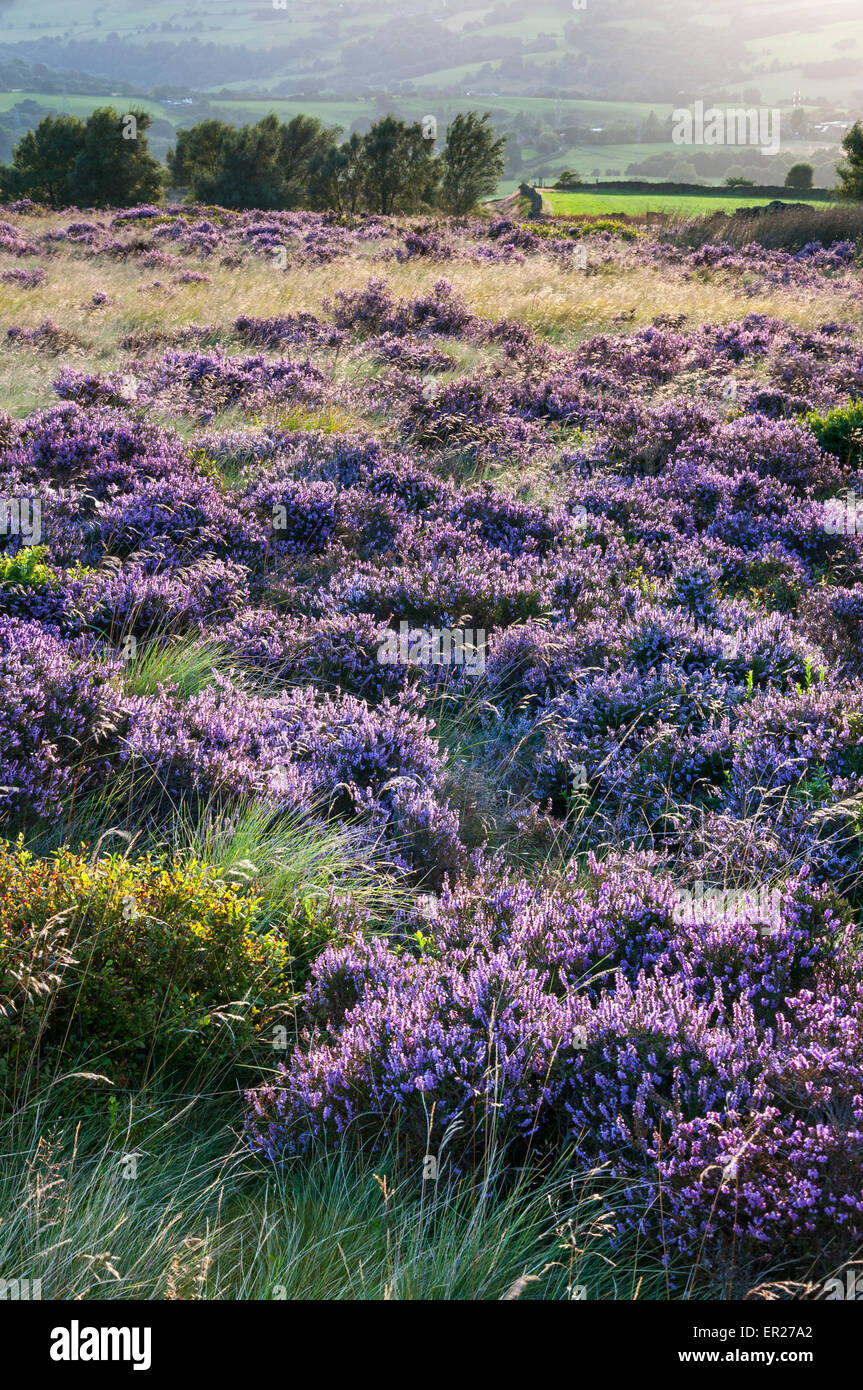 Heidekraut blühen auf einem Hügel im Norden Englands mit warmen Abend Sonne. Stockfoto
