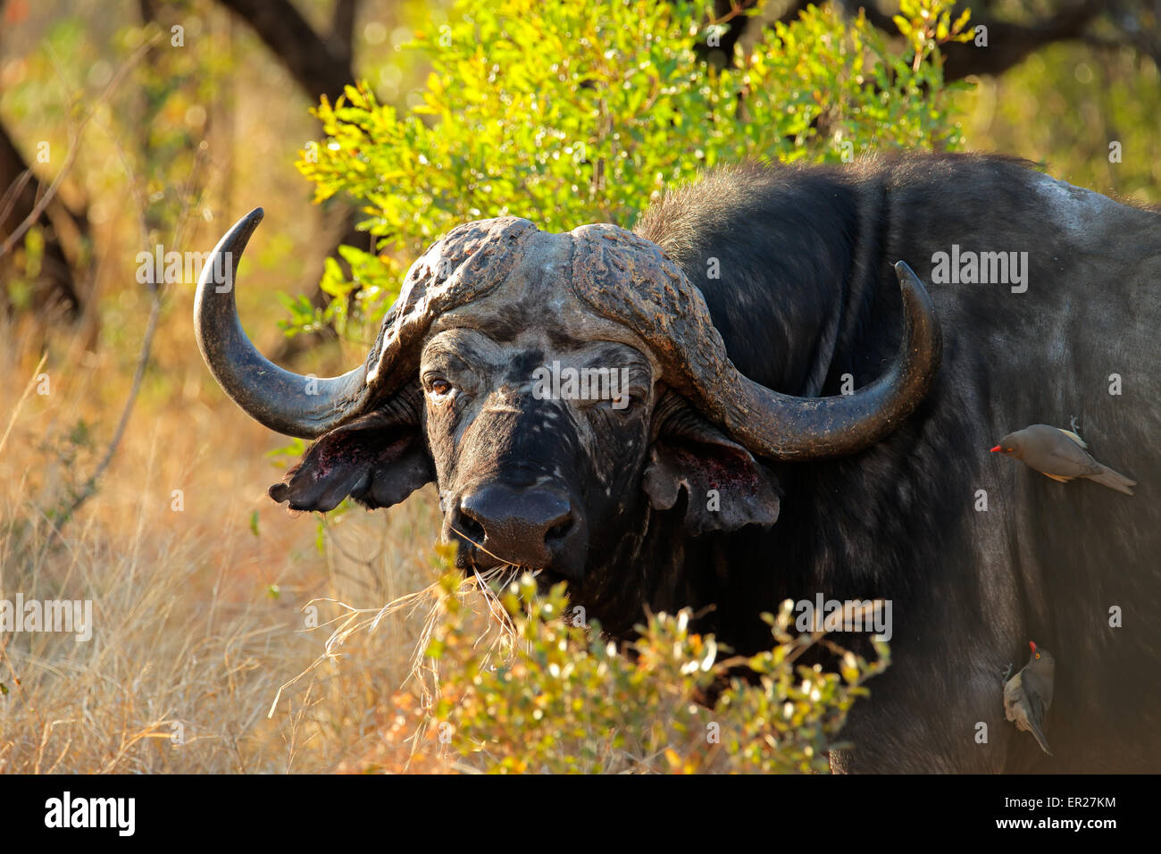 Porträt eines Afrikaners oder Kap Büffel (Syncerus Caffer), Süd Afrika Stockfoto