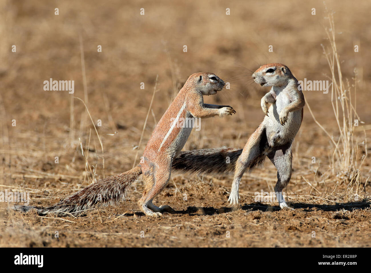 Zwei Erdhörnchen (Xerus Inaurus) spielen, Kalahari-Wüste, Südafrika Stockfoto