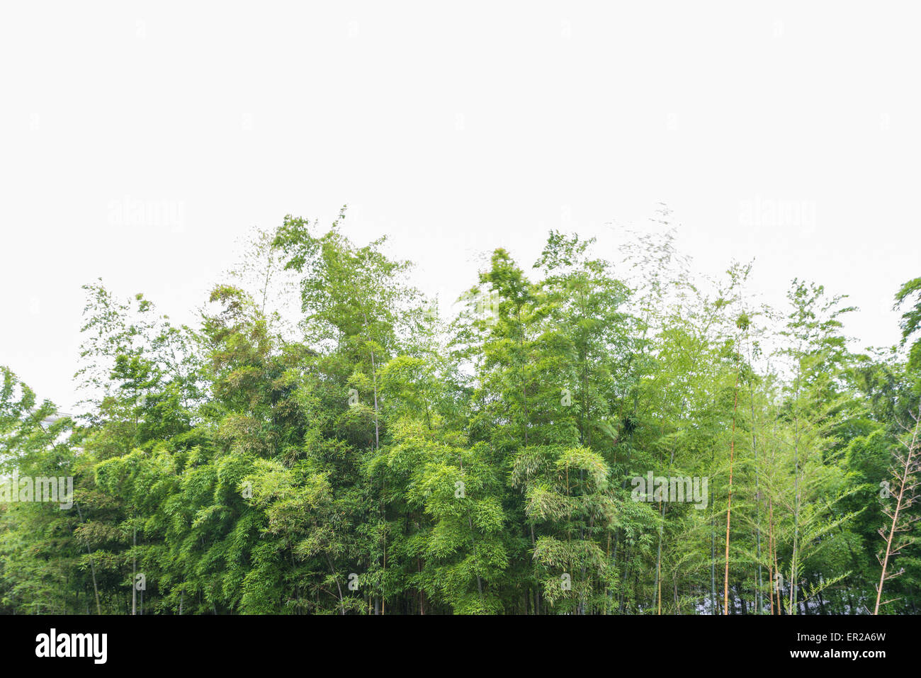 Die gedeihen Bambuswald mit herrlicher Morgensonne. Stockfoto