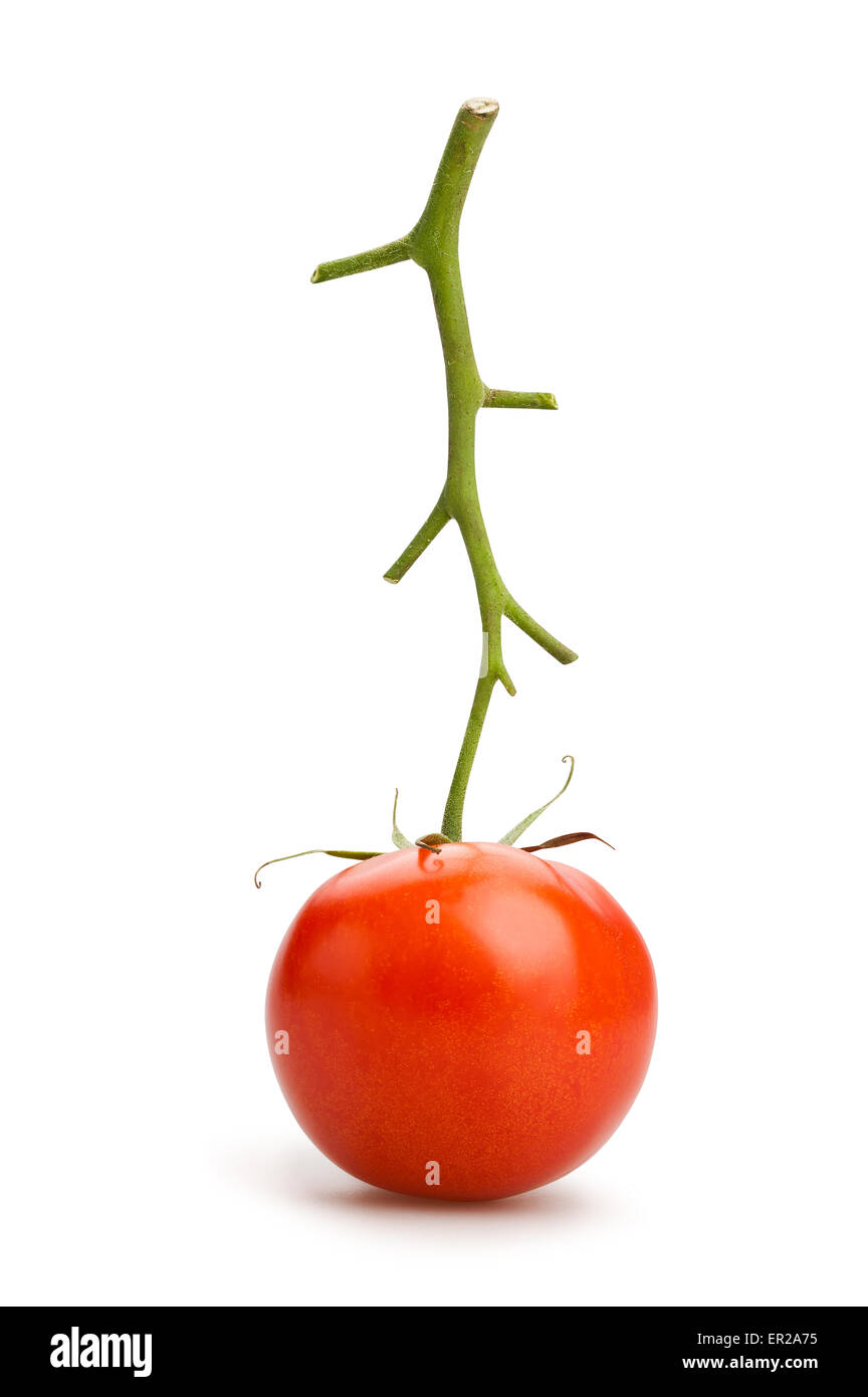 Tomaten-Zweig isoliert Stockfoto