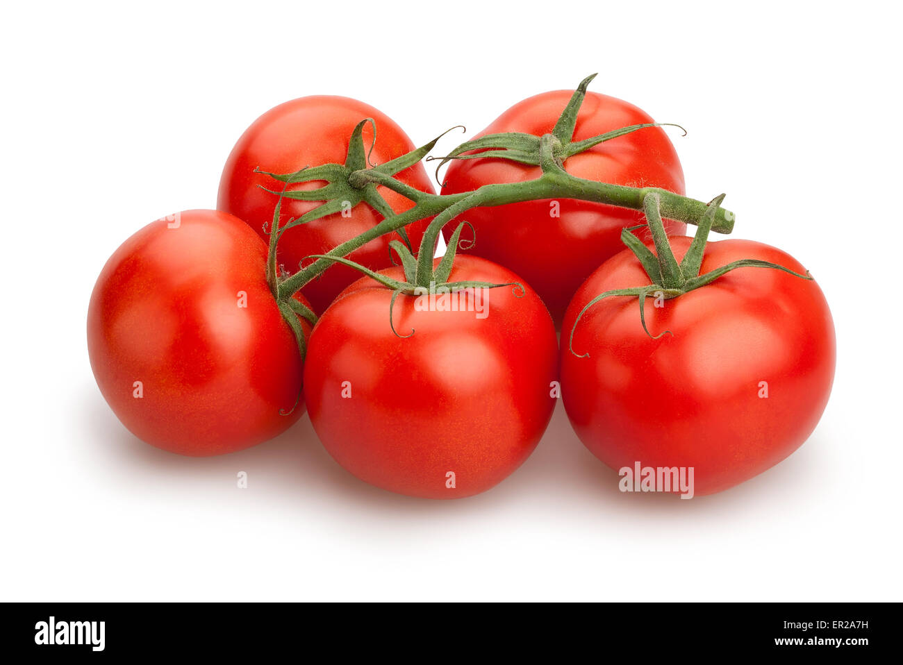 Tomaten-Zweig isoliert Stockfoto