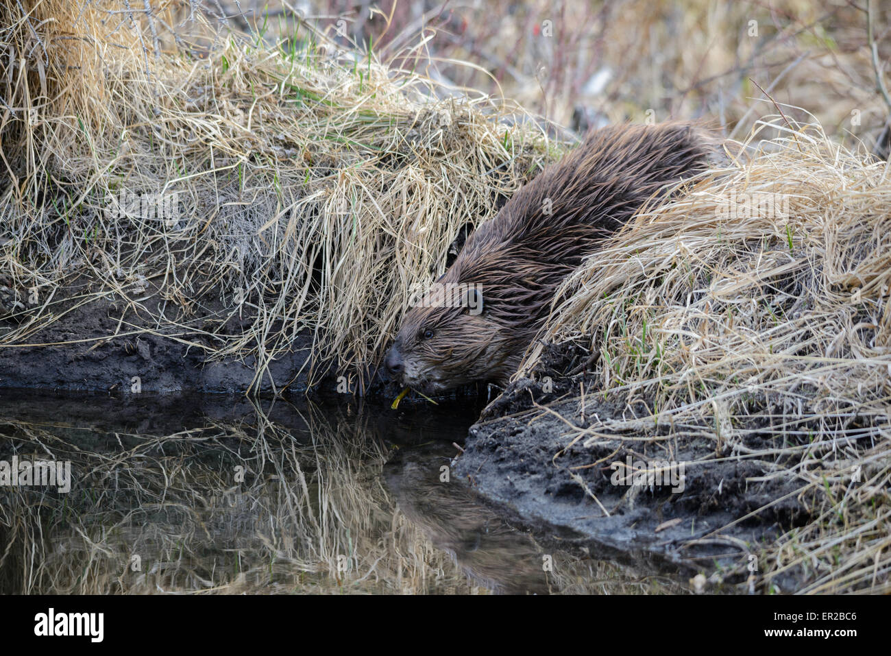 ein Biber kommen die Böschung hinunter zum Wasser Stockfoto