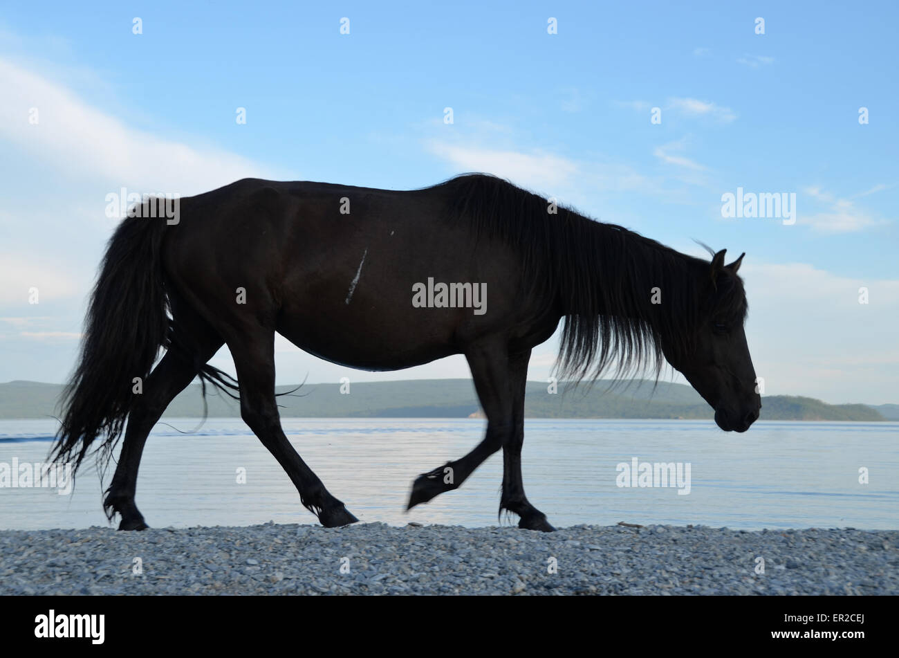 Ein schwarzes Pferd, zu Fuß am Ufer des Sees Hovsgol, im Norden der Mongolei. Stockfoto