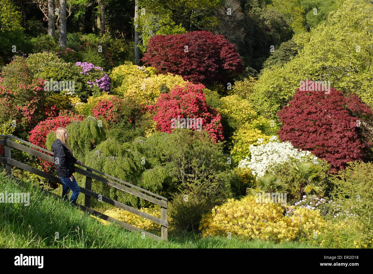 Seenplatte, UK. 25. Mai 2015. UK-Wetter: Ein Aufstand der Feder Farbe als die Rhododendron-Büsche blühen in der Frühlingssonne in Muncaster Castle in the Western Lake District: 25. Mai 2015. Bildnachweis: STUART WALKER/Alamy Live-Nachrichten Stockfoto