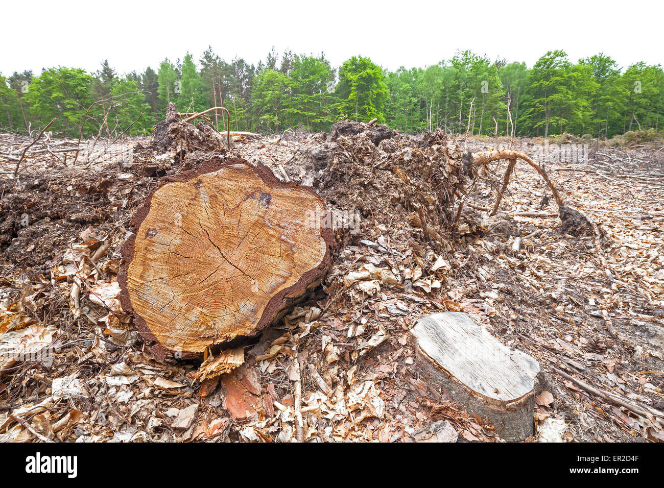 Baumstümpfe auf gefällten Wald, Entwaldung Prozess. Stockfoto