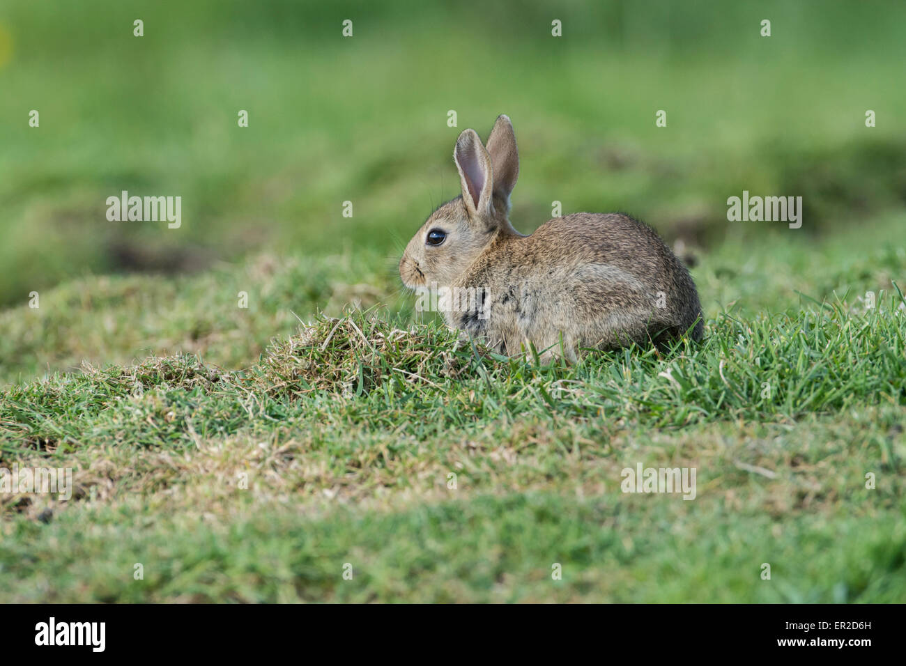 Kaninchen (Oryctolagus Cuniculus). Junge Tiere aus im Freien. Stockfoto