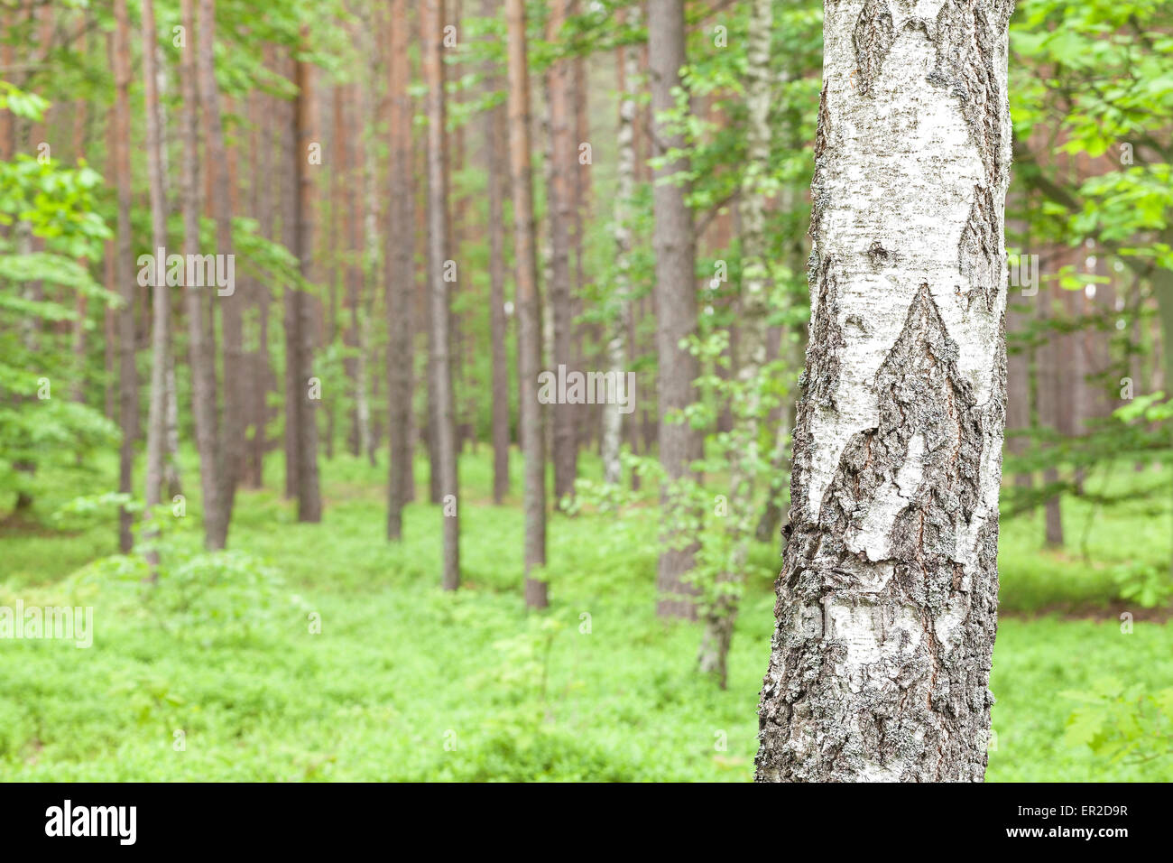 Natur Hintergrund, Birke in einem Wald, geringe Schärfentiefe. Stockfoto