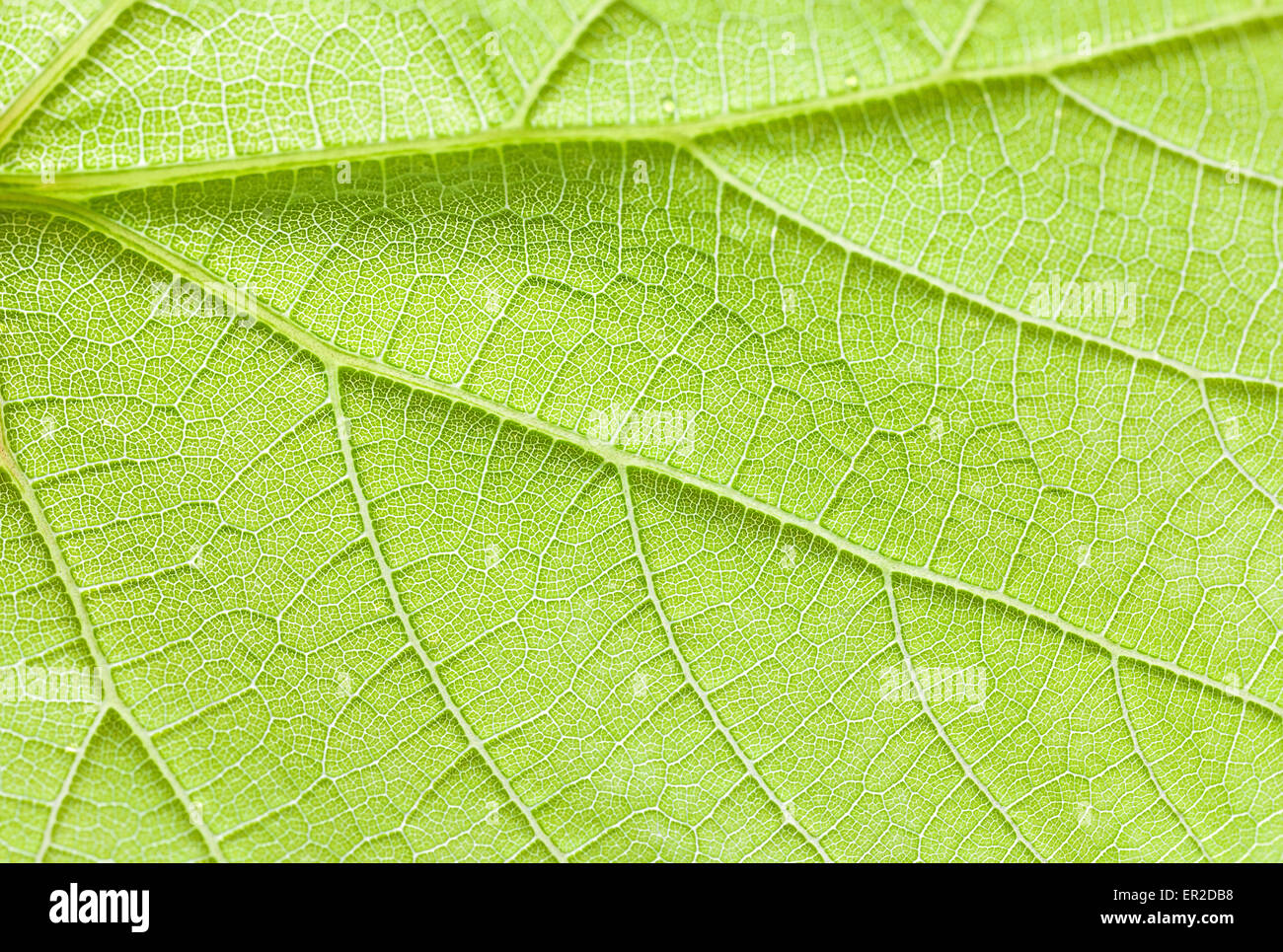 Grünes Blatt schließen sich abstrakte Textur oder Hintergrund. Stockfoto