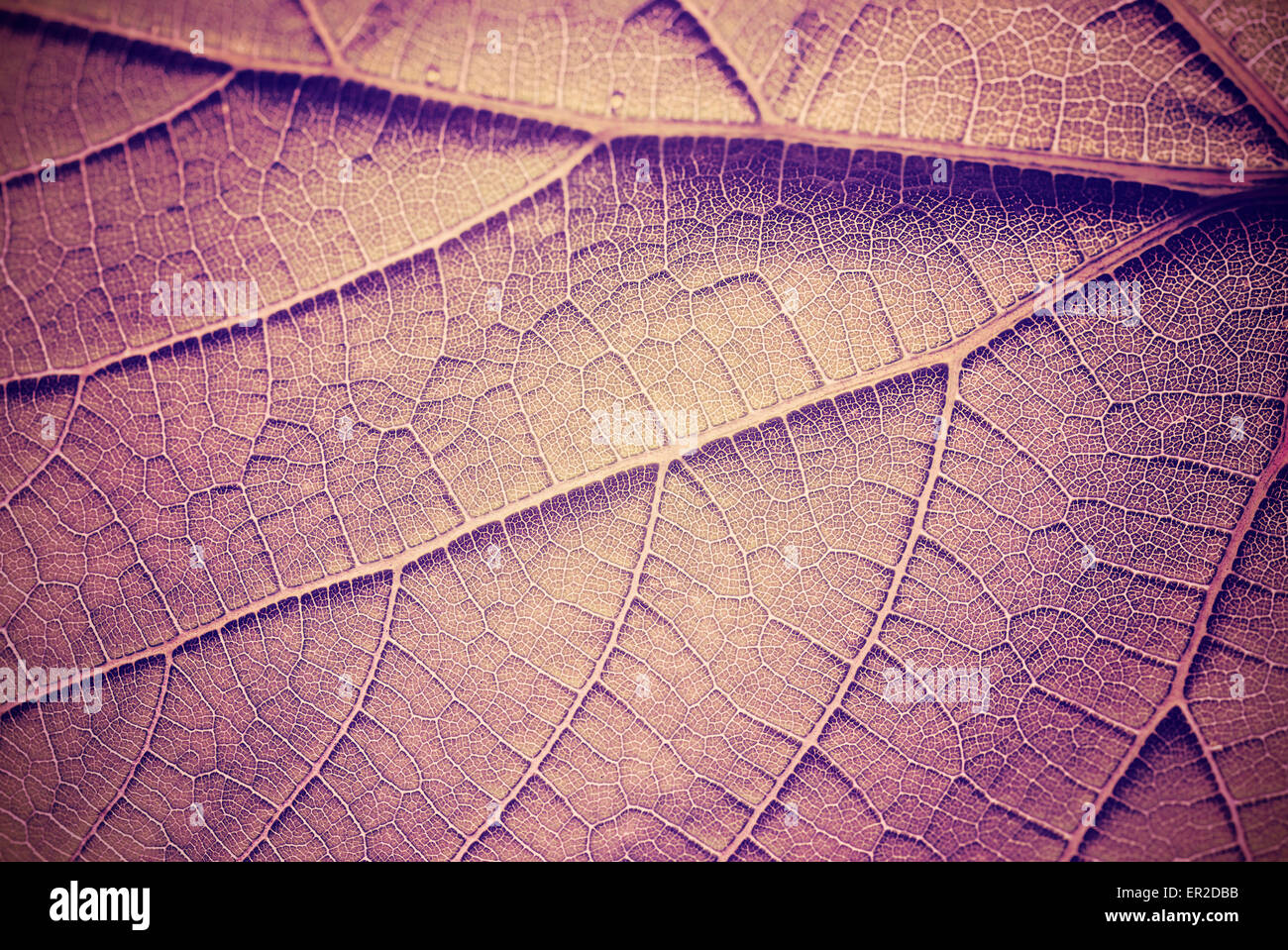 Vintage getönten Blätter nah oben, abstrakte Textur oder Hintergrund. Stockfoto