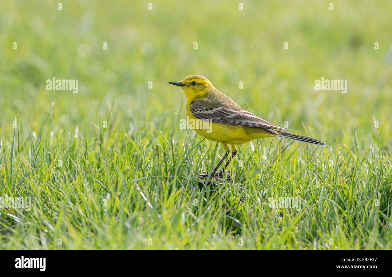 Schafstelze (Motacilla Flava) Futter auf der Weide. Stockfoto