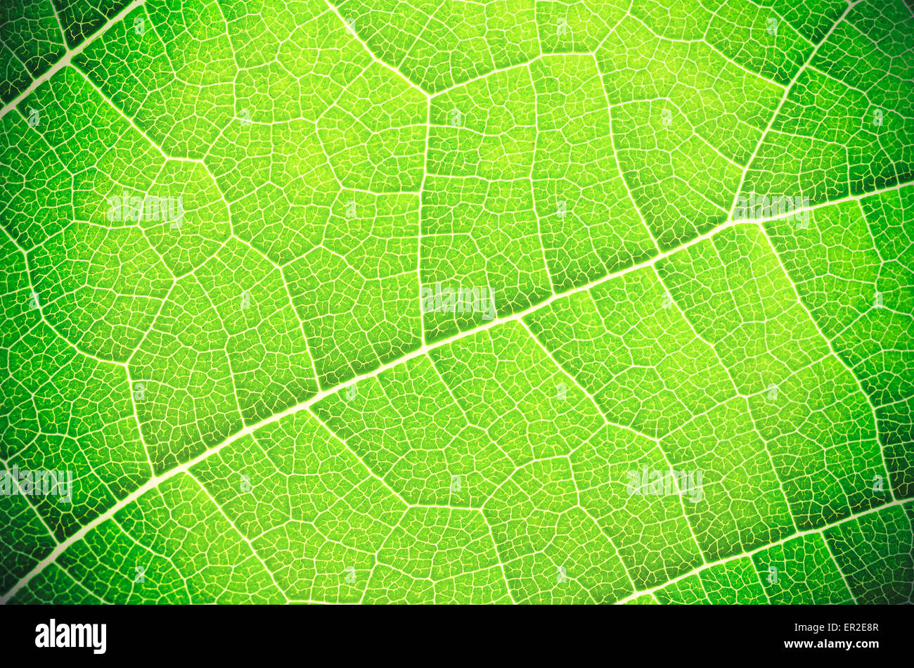 Grünes Blatt schließen sich abstrakte Textur oder Hintergrund. Stockfoto