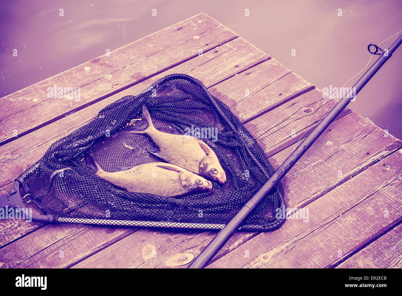 Vintage getönten gemeinsame Brassen (Abramis Brama) auf Angeln net, Angeln Hintergrund. Stockfoto