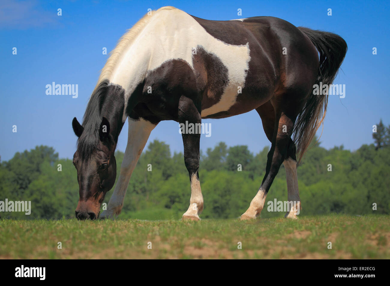 Niedrigen Perspektive ein Foto vom Pinto Pferd gegen strahlend blauen Himmel. Stockfoto