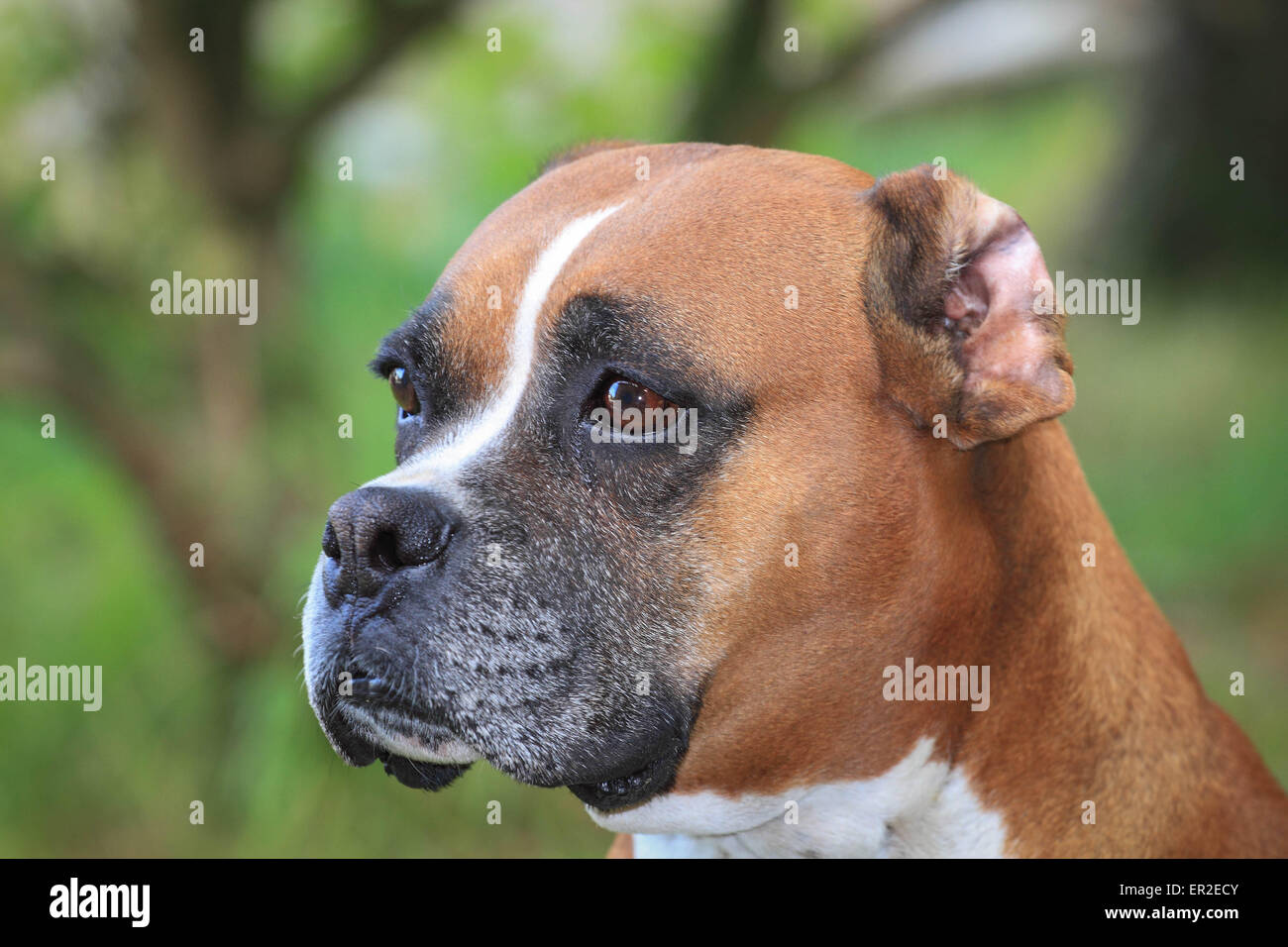 Lustige Porträtfoto des Boxer-Hund. Stockfoto