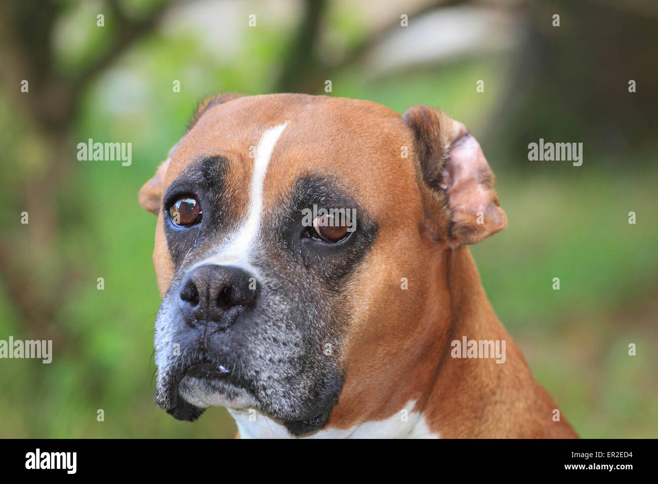 Lustige Porträtfoto des Boxer-Hund. Stockfoto