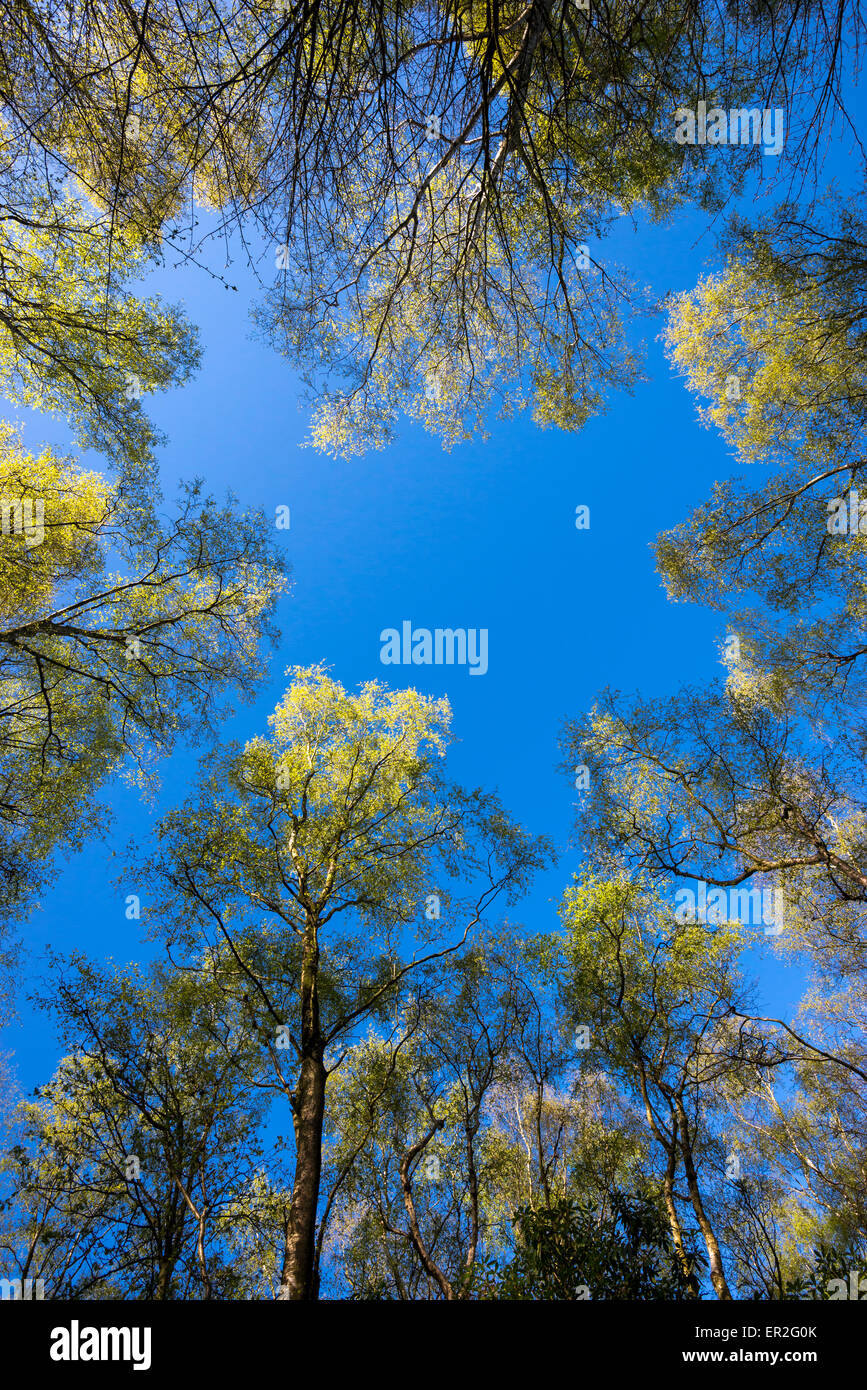 Silber Birken mit hellgrünem neue Blätter vor einem strahlend blauen Himmel. Stockfoto
