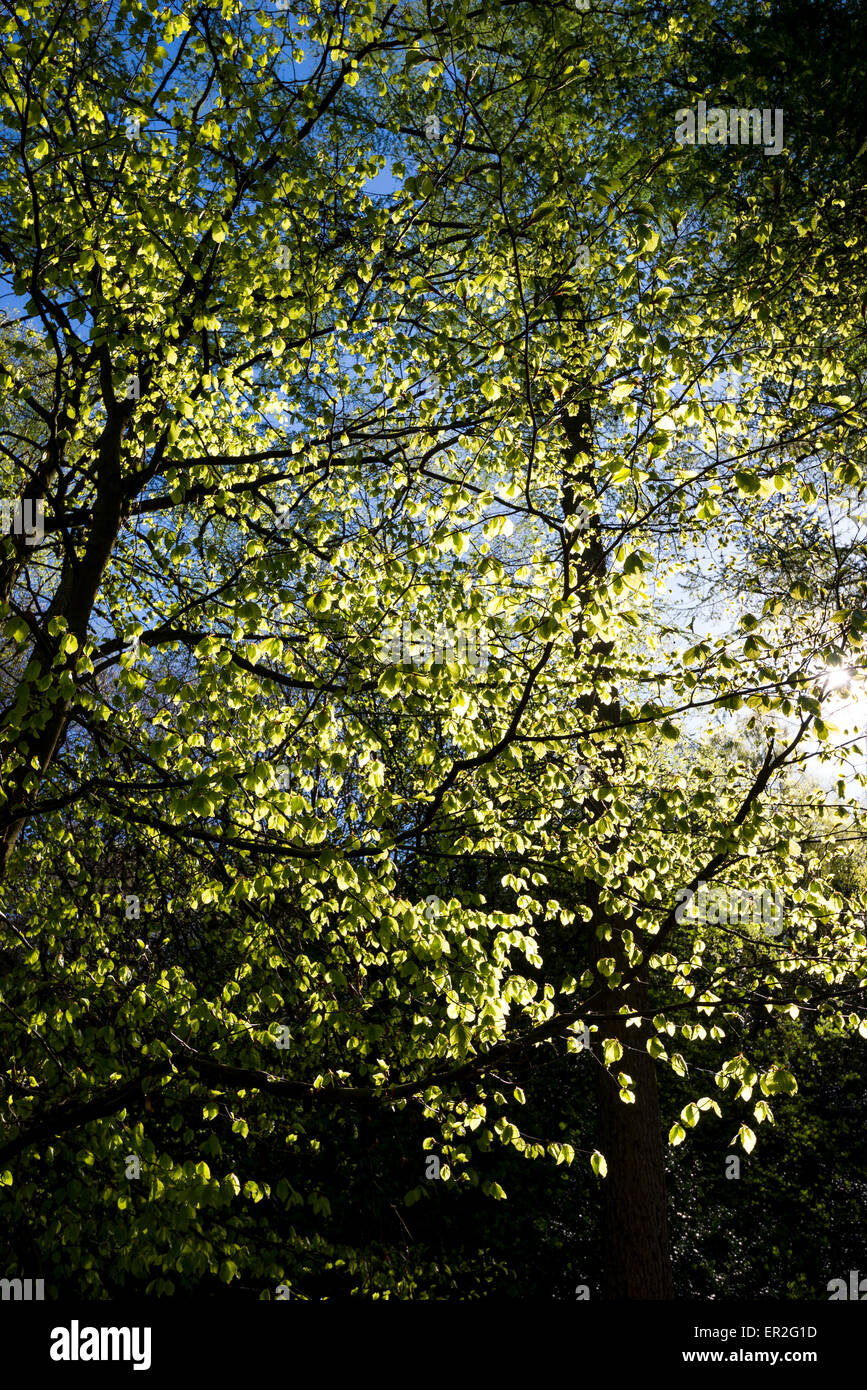 Neue Blätter auf einer Buche im Frühjahr Sonnenlicht Leuchten. Stockfoto