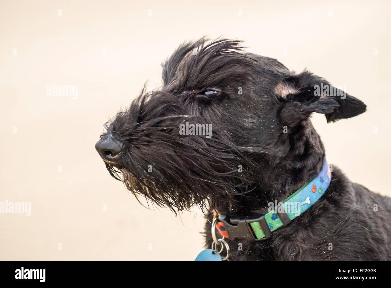 Scottish Terrier mit einem sandigen Bart hat er von starkem Wind geblasen. Stockfoto