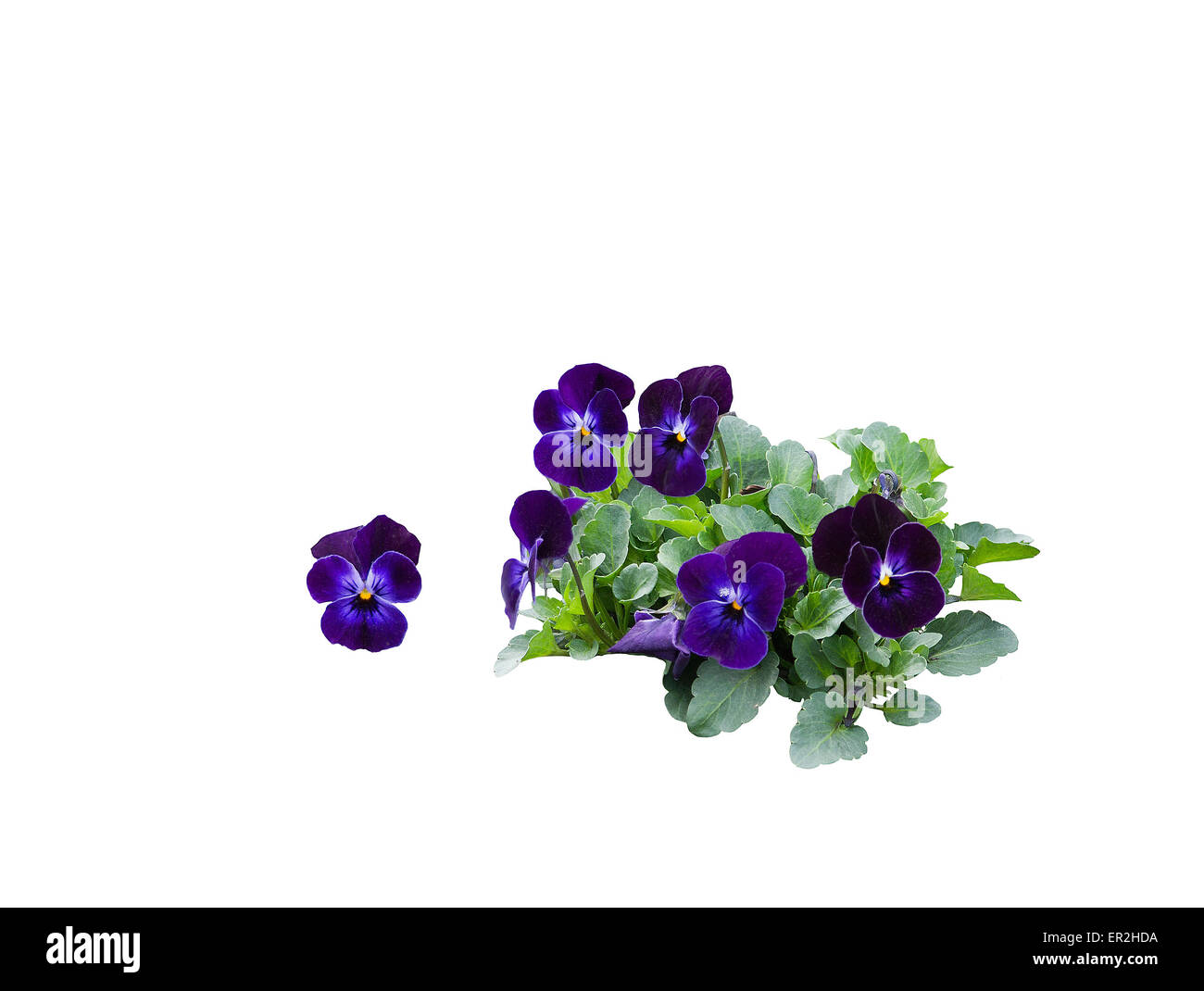 Pansy Bouquet Anordnung mit dunkelvioletten Blüten isoliert auf weiss. Stockfoto