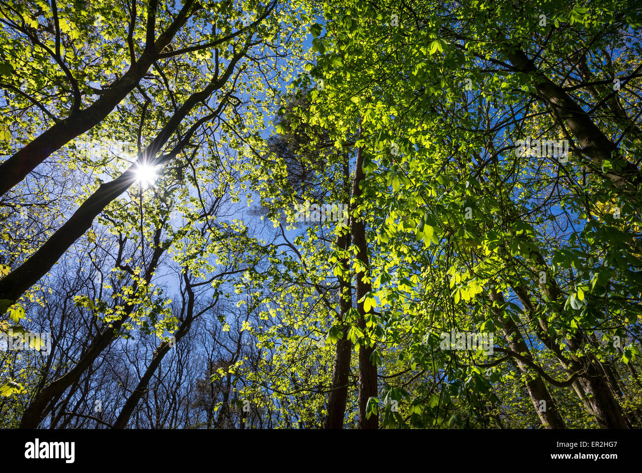 Neuer Frühling lässt Glühen in der Frühlingssonne grün mit einem klaren blauen Himmel. Stockfoto