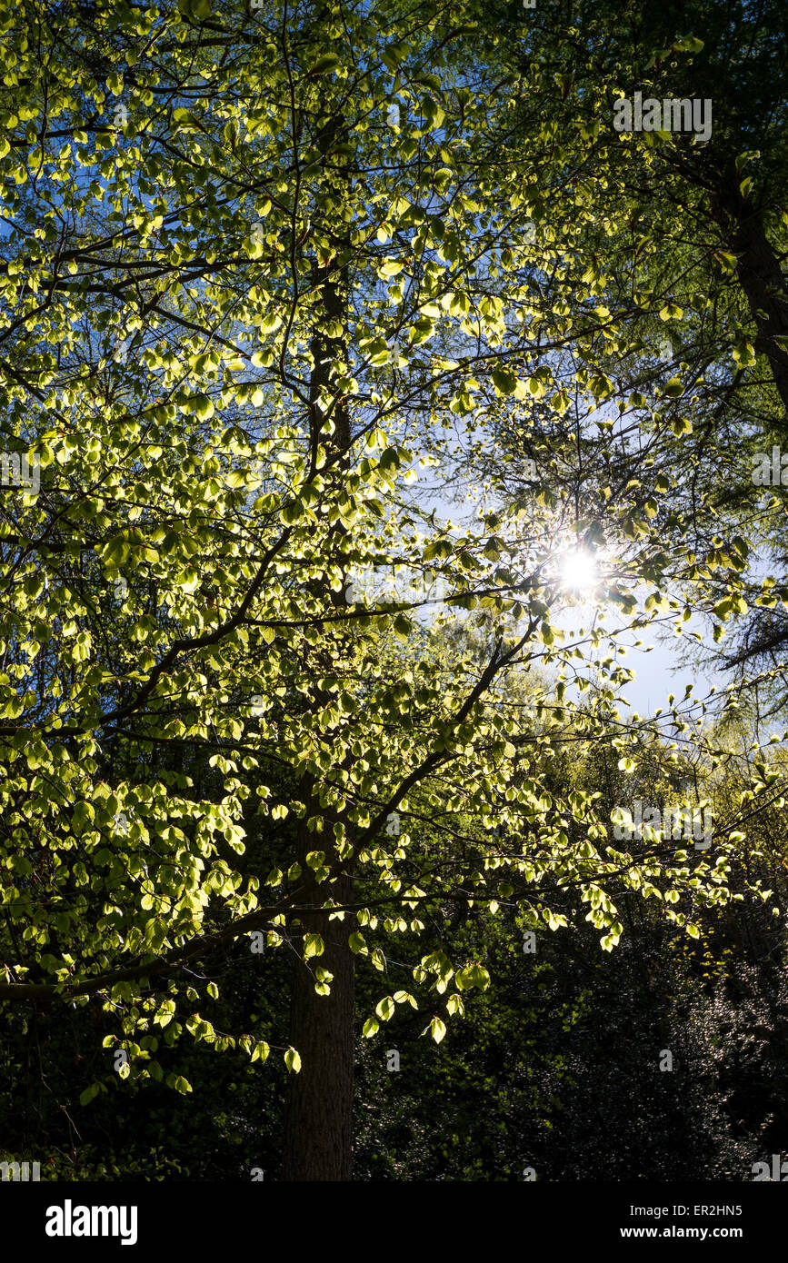 Neue Blätter auf einer Buche im Frühjahr Sonnenlicht Leuchten. Stockfoto
