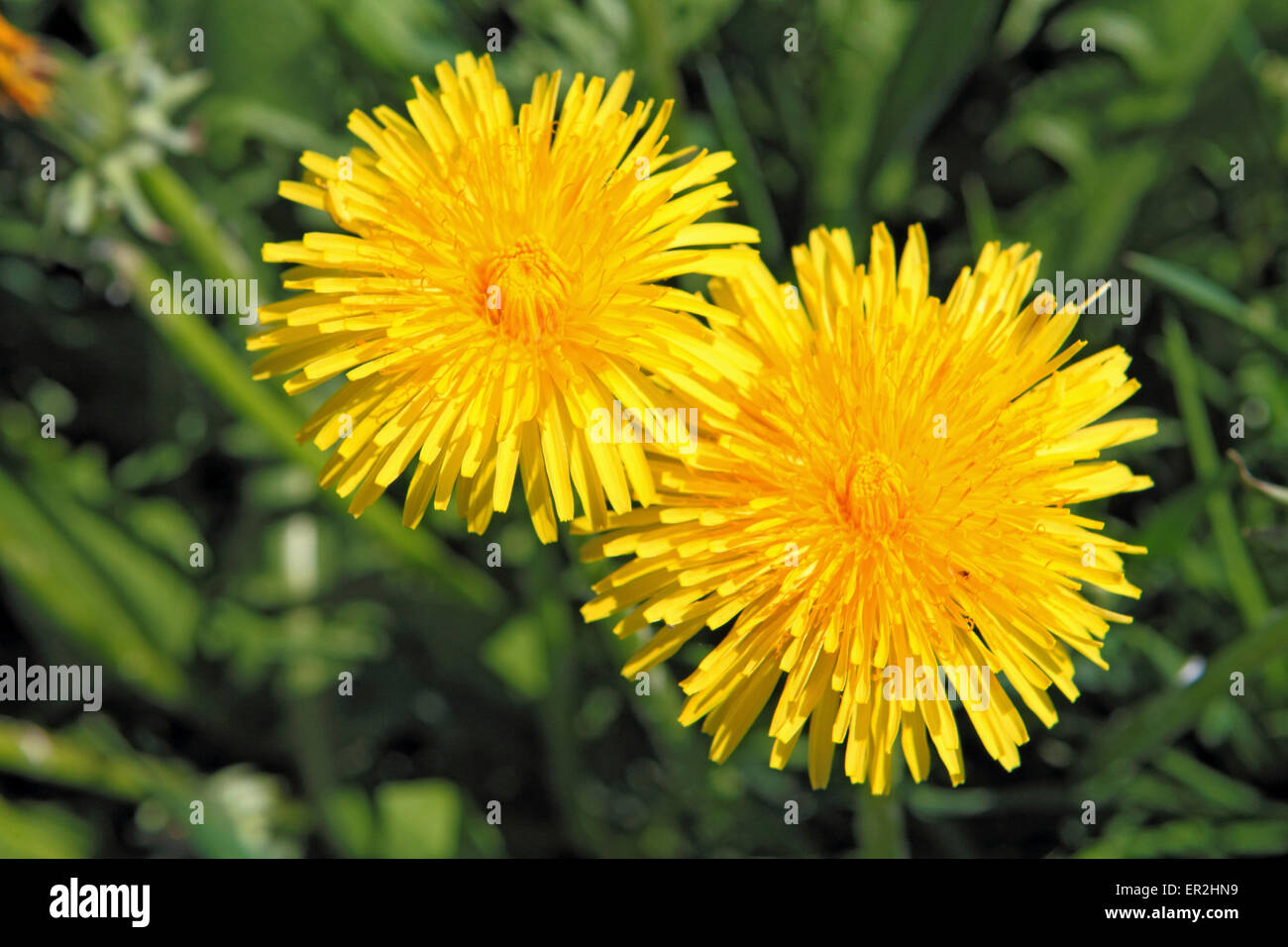 Blume, Bluete, Loewenzahn Stockfotografie Alamy