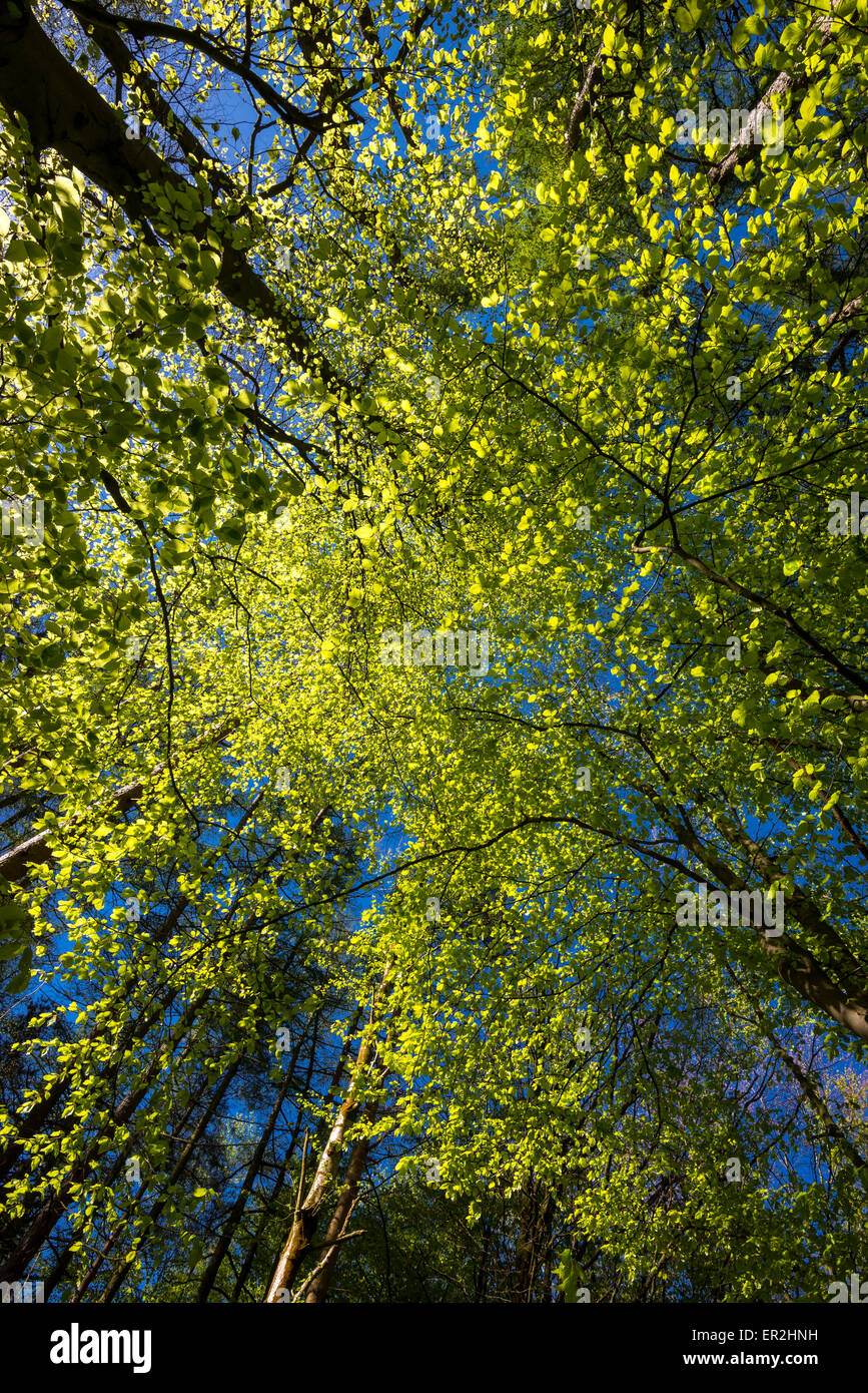 Nach oben in den Baumkronen von einer Buche mit leuchtend grünen Blätter kontrastierenden vor einem tiefblauen Himmel. Stockfoto