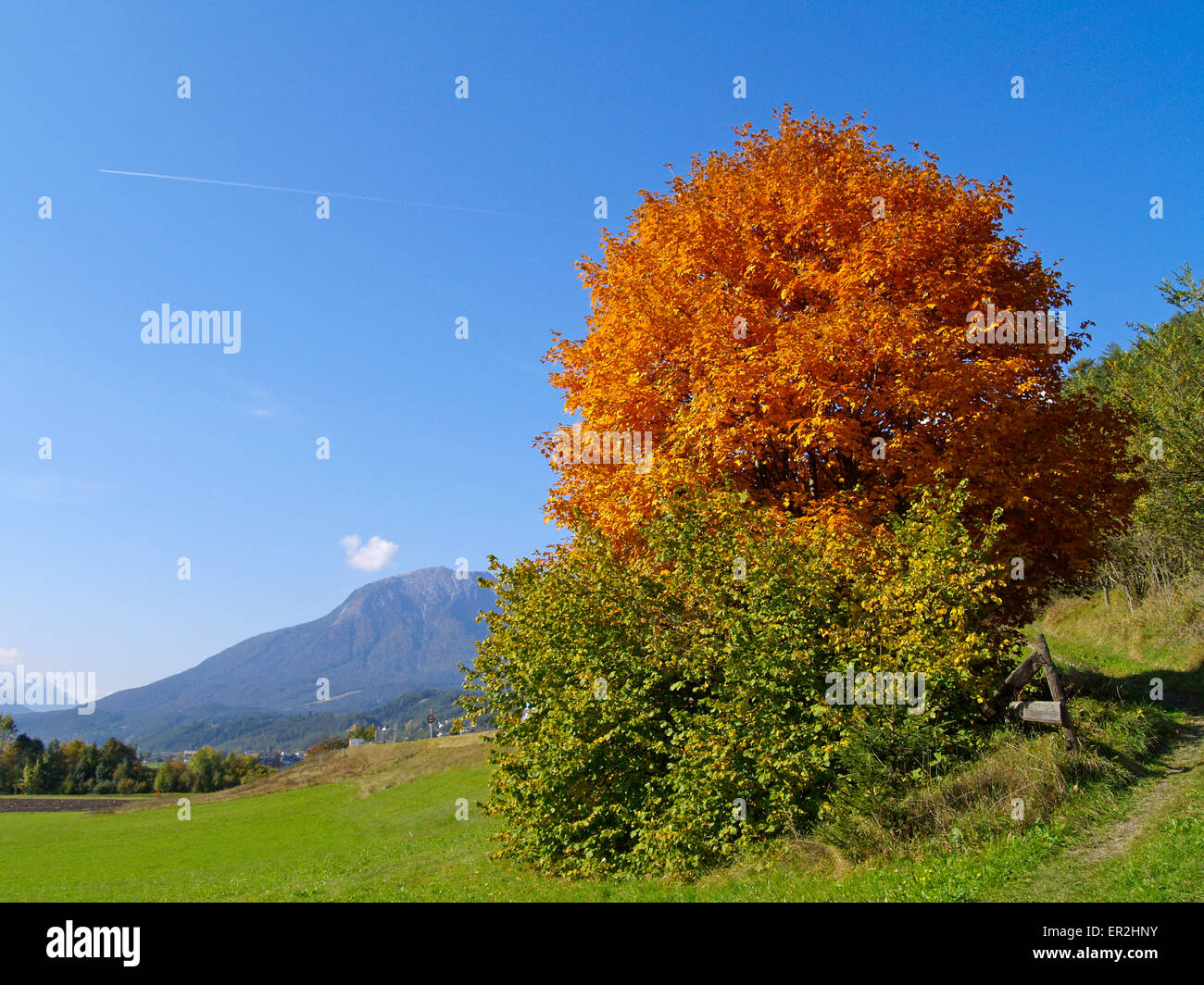 Baum, Baeume, Herbst, Herbstlaub, Blaetter, Farbe, Gelb, Gruen, Jahreszeiten, Natur, Landschaft, Stimmung, Berge, Oesterreich, T Stockfoto