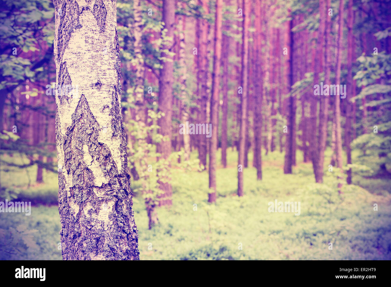 Jahrgang gefiltert Natur Hintergrund, Birke in einem Wald, geringe Schärfentiefe. Stockfoto