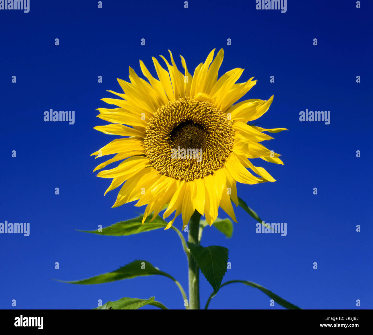 Pflanzen, Blume, Spieleheustadl, Himmel, Gelb, Blau, Bluete, Bluehen