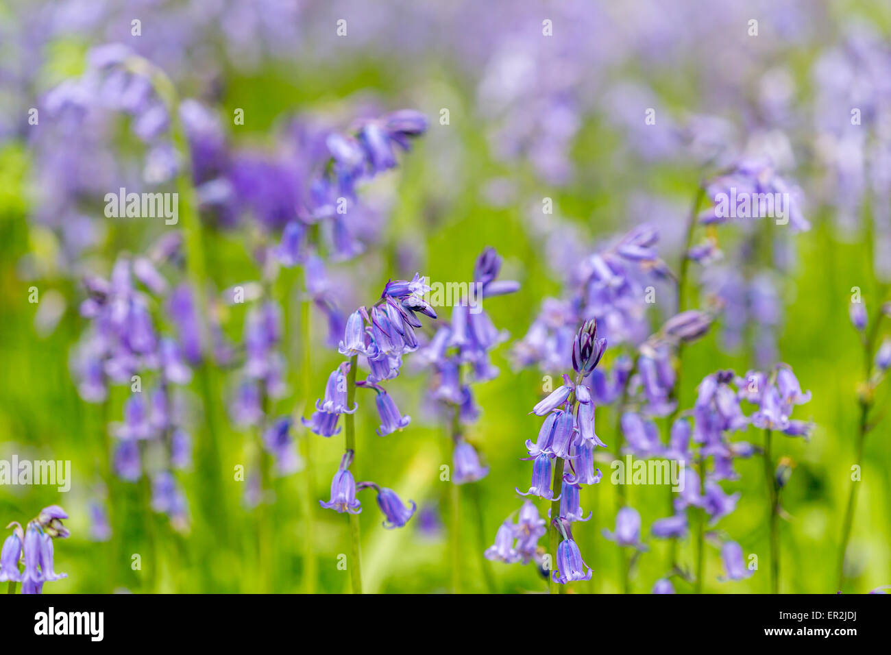 Glockenblumen mehrere englische heimisch Stockfoto