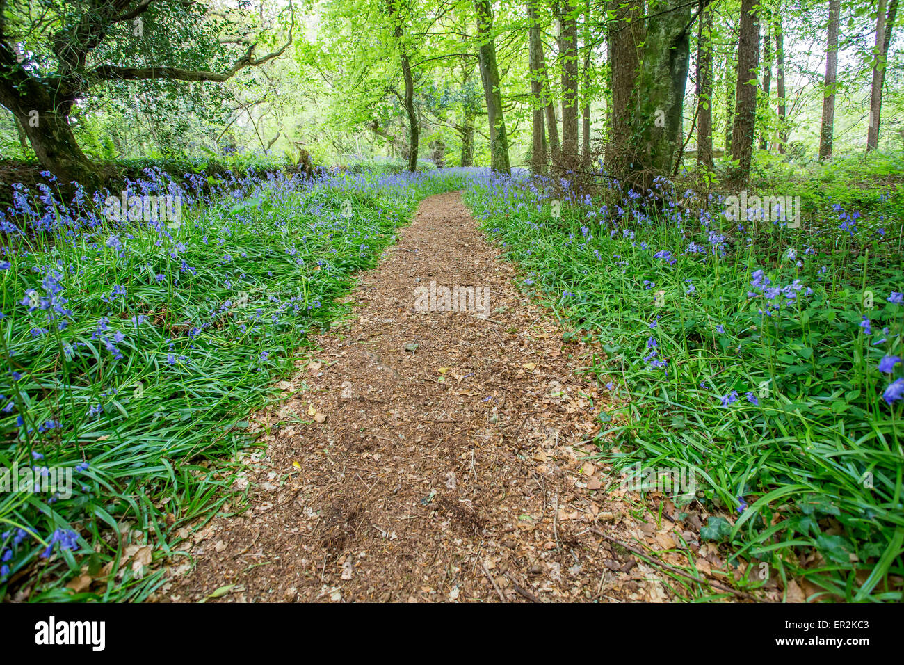 Bluebell Waldweg gehen bei godolphin Stockfoto