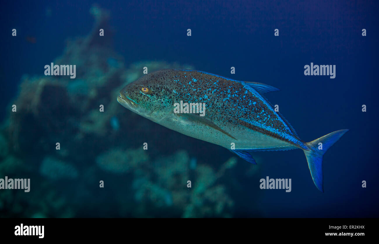 Bluefin trevally Stockfoto