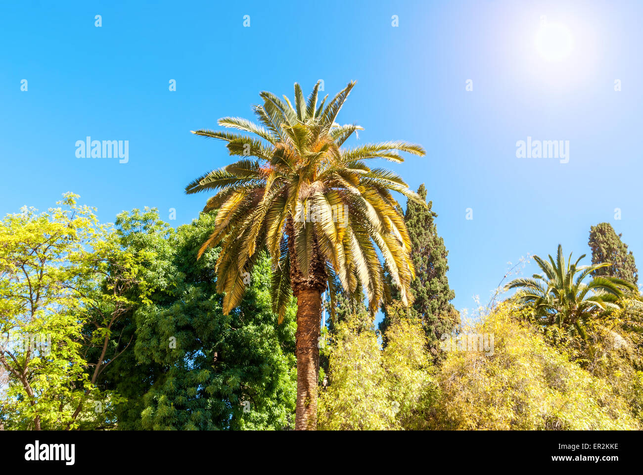 Palmen unter der Sonne Pflanzen Laub Stockfoto