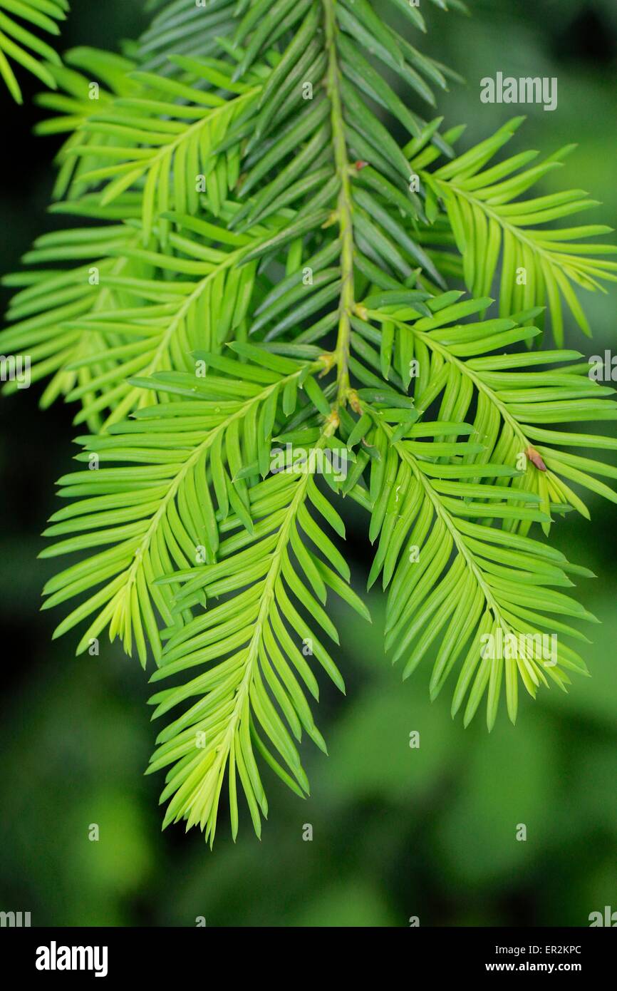 Eibe bltter -Fotos und -Bildmaterial in hoher Auflsung  Alamy