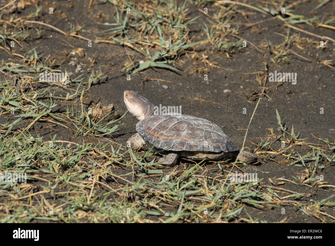 Afrikanische behelmter Sumpfschildkröte, Tansania Stockfoto