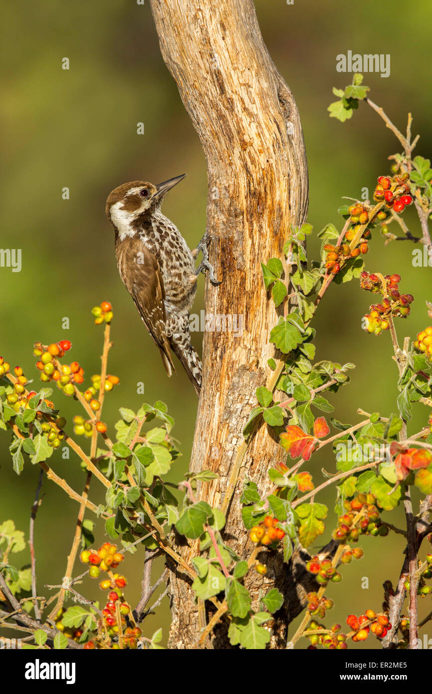 Arizona Specht Picoides Arizonae Madera Canyon, Santa Cruz County, Arizona, USA 18 können Erwachsene weibliche Pi Stockfoto