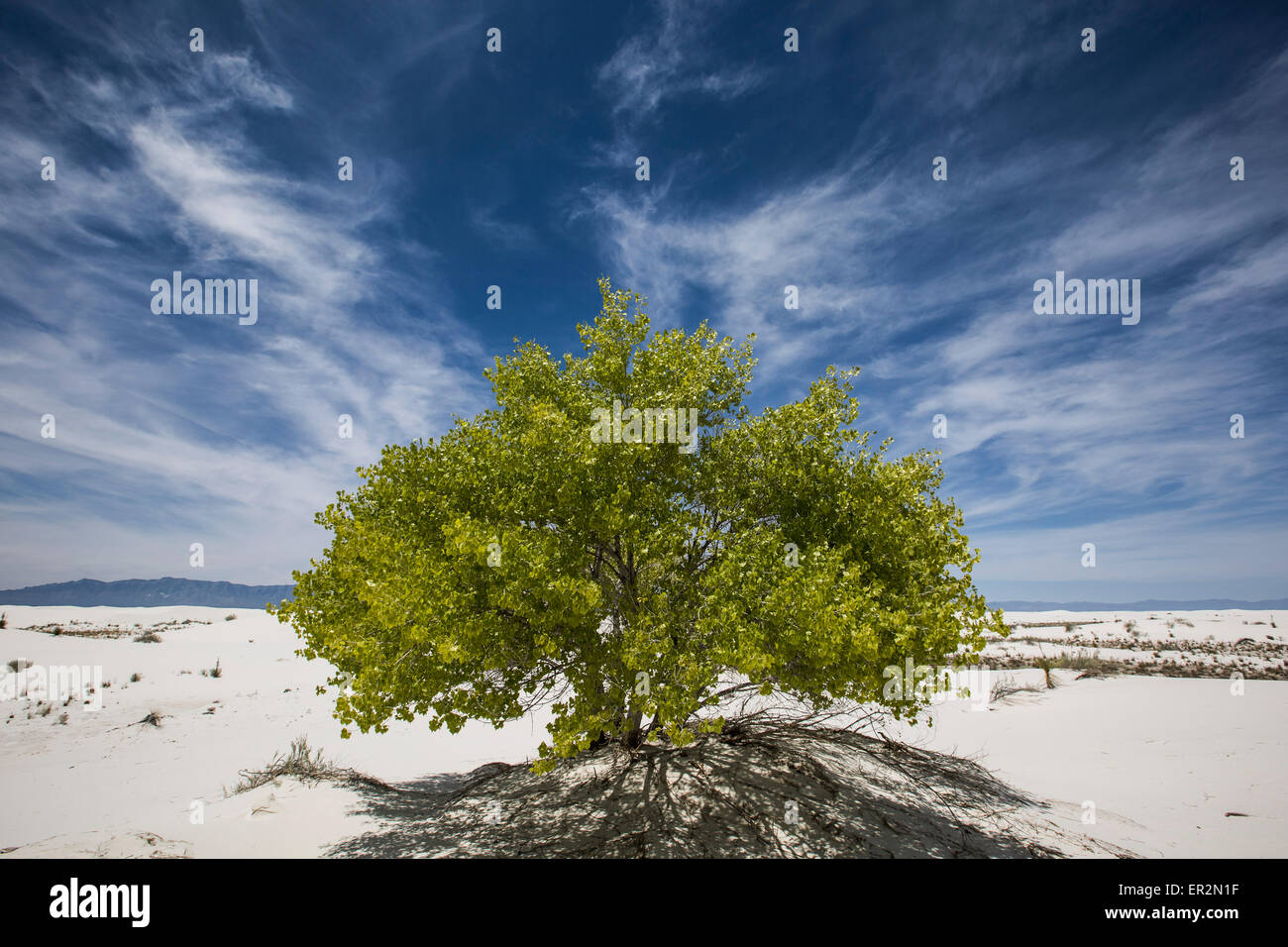 Baum, Whitesands, New-Mexico Wüste Stockfoto
